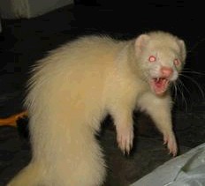 attackferretcloseup.jpg