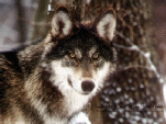 wolfpoof.gif
